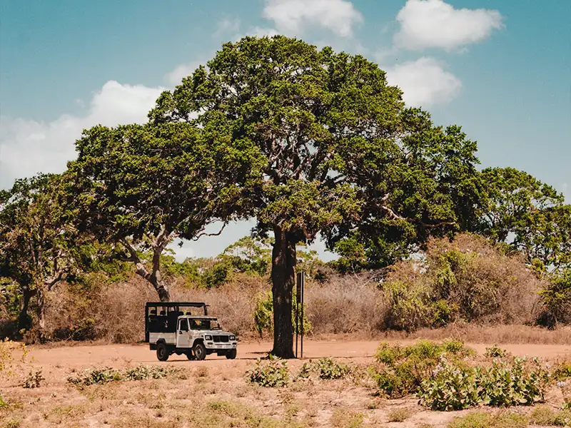 Leopard resting in Yala National Park during a safari drive