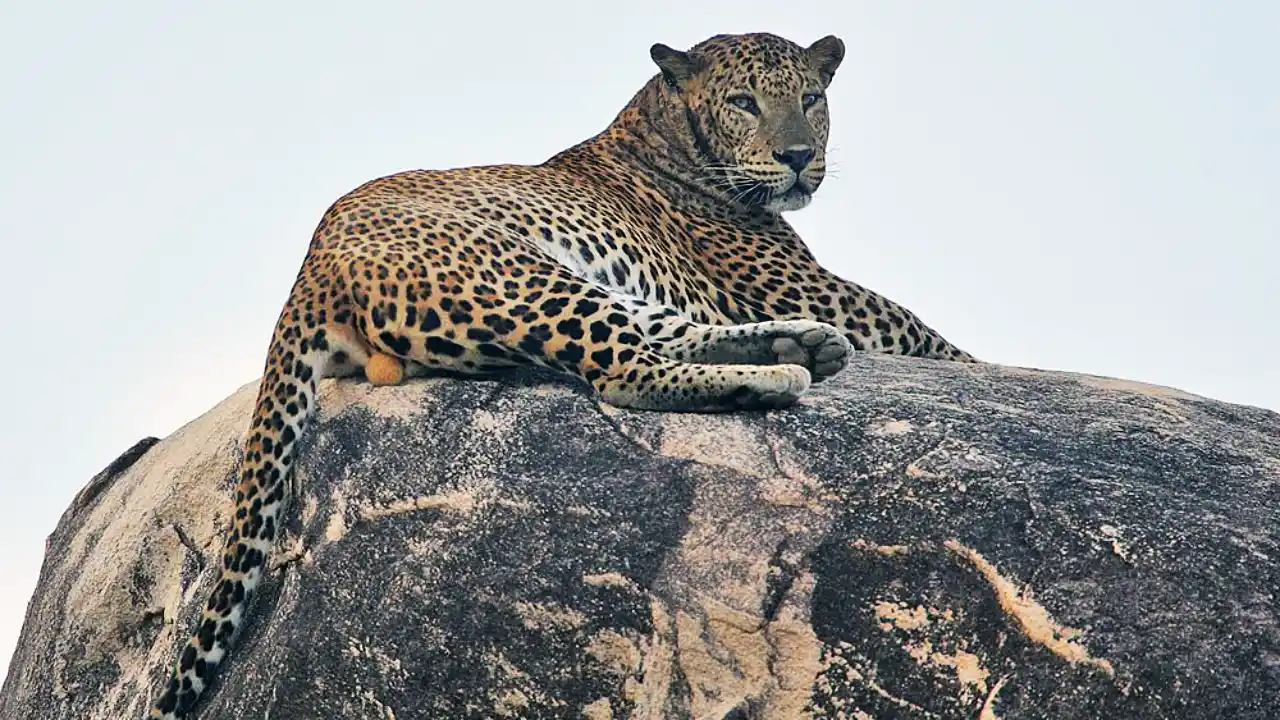 Sri Lankan leopard resting in Yala National Park during a wildlife safari
