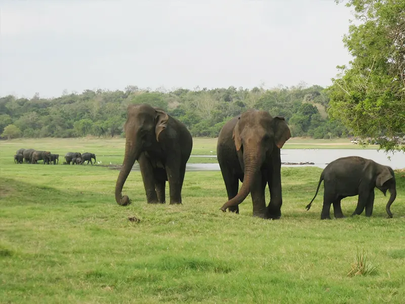 Herd of elephants gathering at a Sri Lankan national park