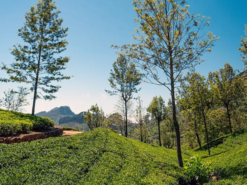 Tea plantations in Nuwara Eliya, the heart of Sri Lanka's tea country