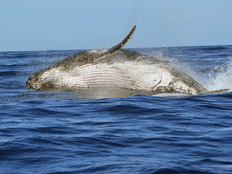 Whale watching in Sri Lanka comparing Mirissa and Trincomalee seasons and locations