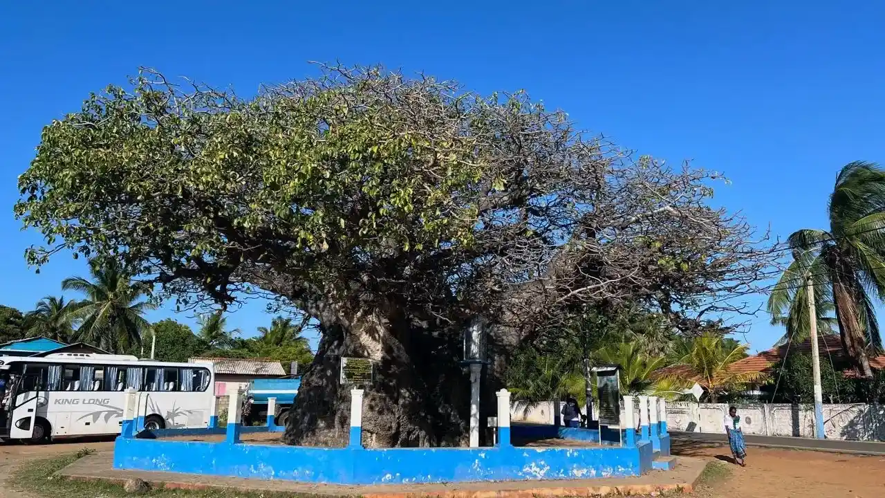 Ancient baobab trees in Mannar, Sri Lanka