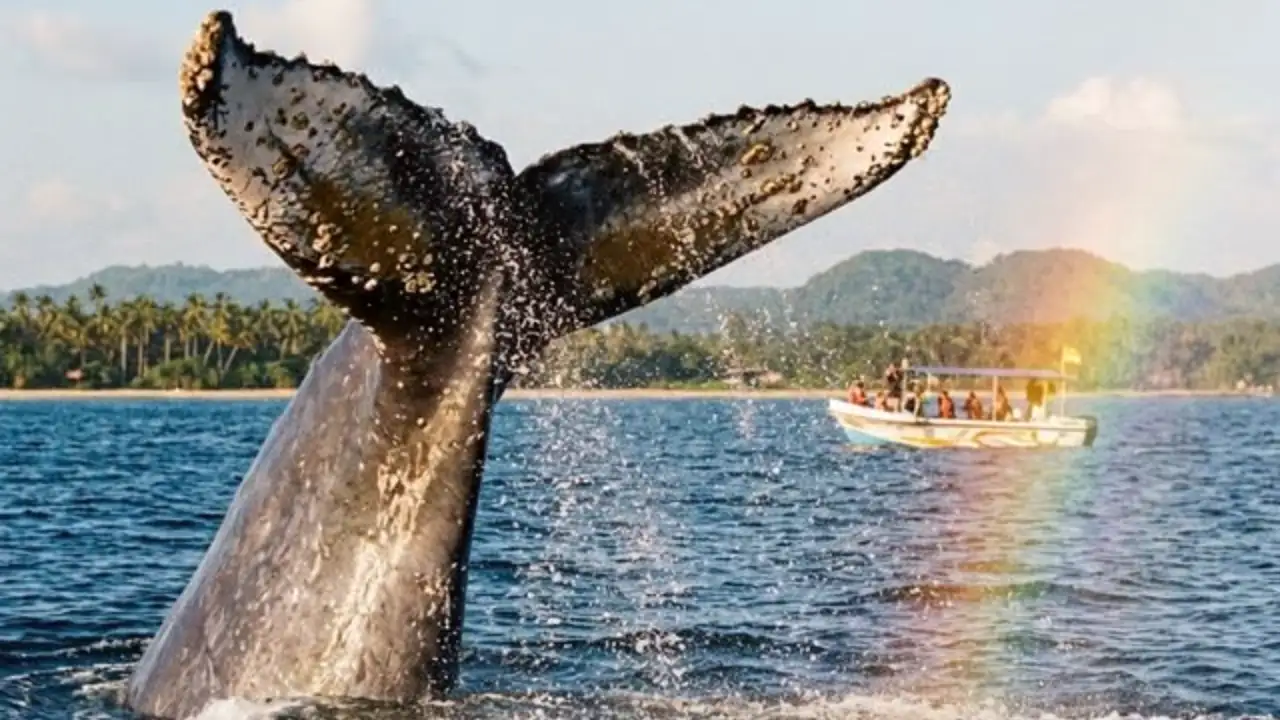 Blue whale watching experience in Mirissa, Sri Lanka