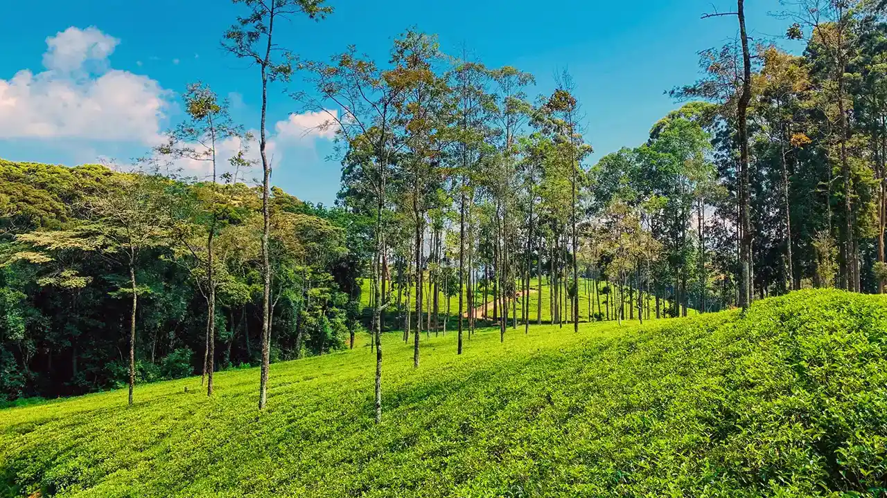 Ceylon tea plantations in Sri Lanka’s hill country