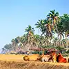Chilaw
