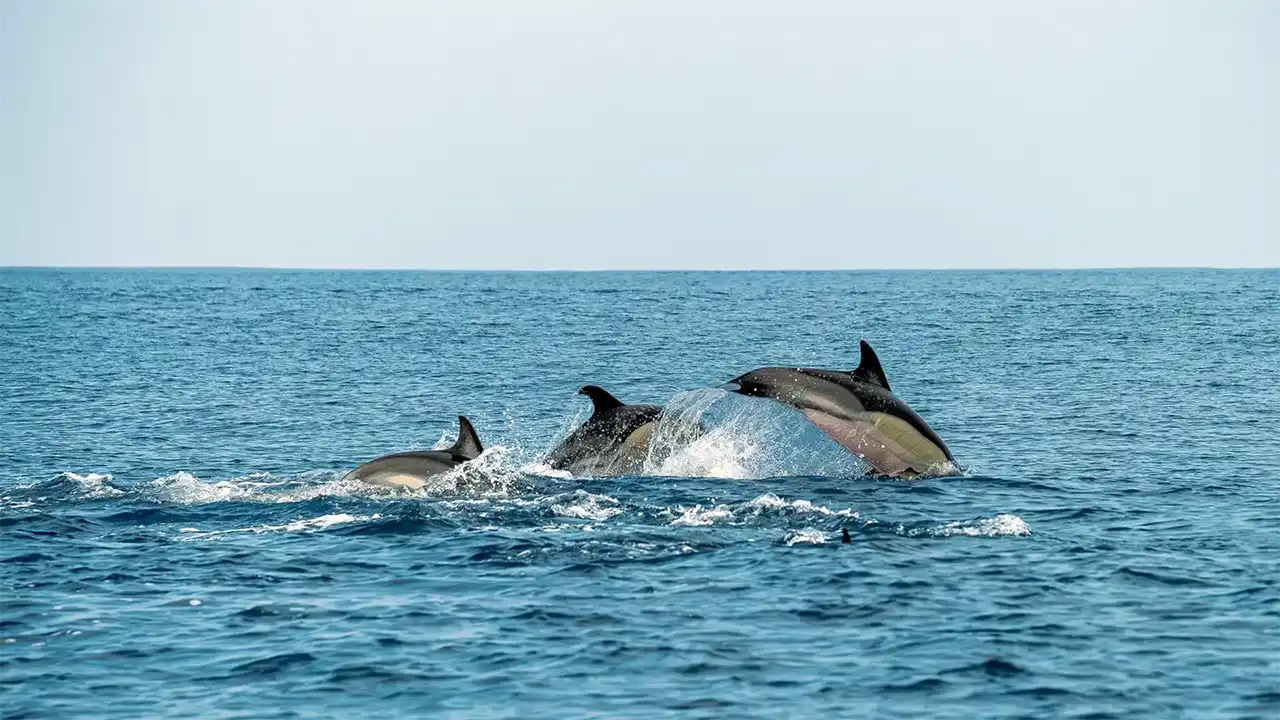 Dolphin watching, Kalpitiya, Sri Lanka