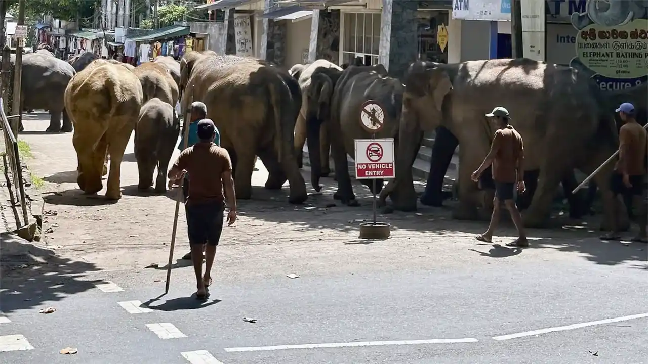 Easy stop at Pinnawala Elephant Orphanage between Colombo and Kandy.