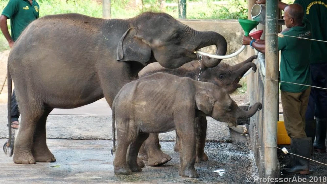 Elephant Transit Home near Udawalawe National Park, Sri Lanka