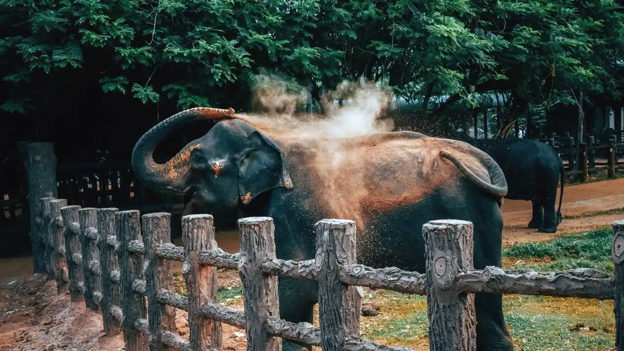 Extend your Sri Lanka journey with nearby cultural, wildlife, and hill country experiences from Pinnawala.