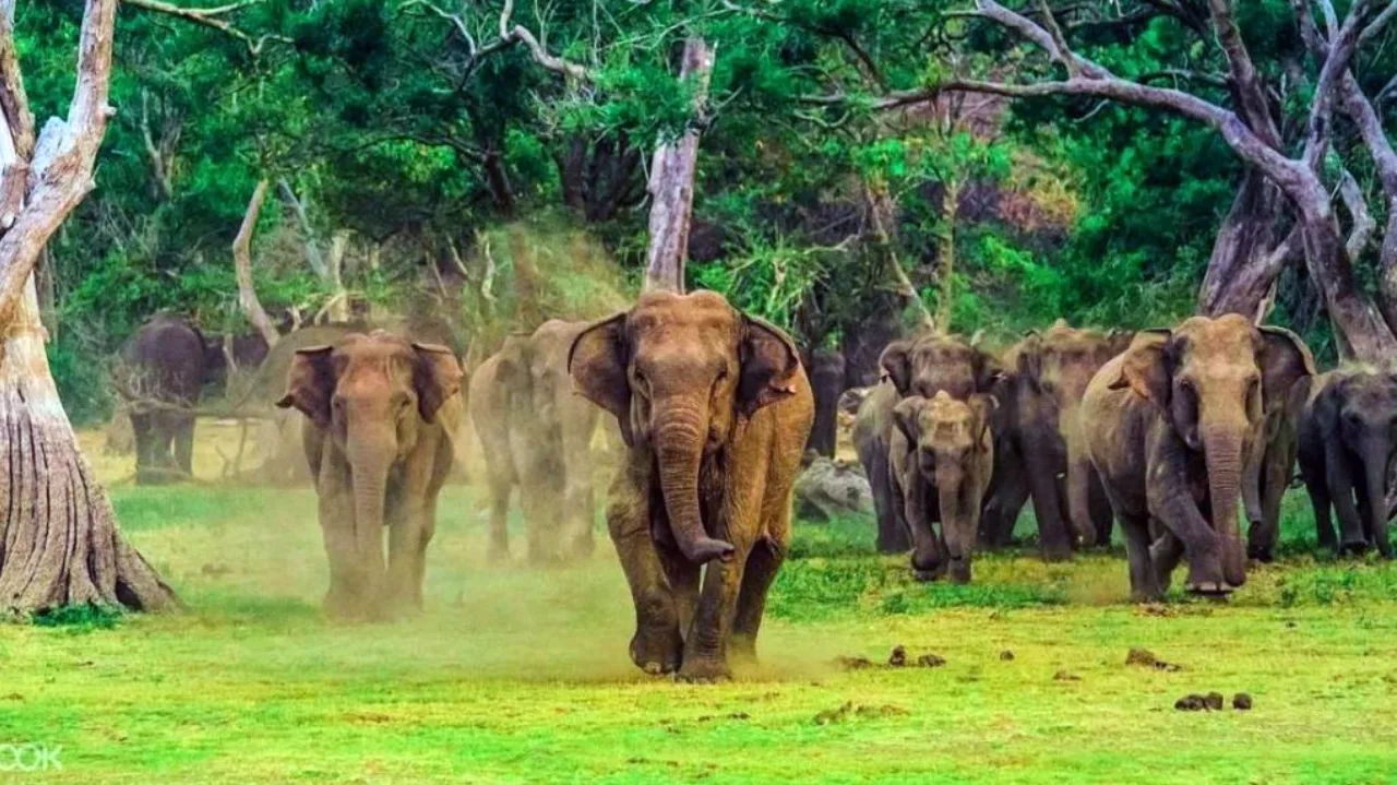 Extend your Sri Lanka trip from Udawalawe to nearby wildlife, beaches, and attractions