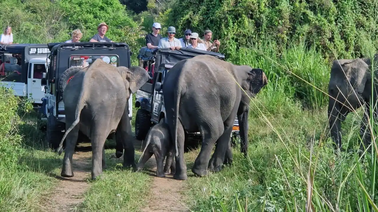 Quiet wildlife safari in Wasgamuwa National Park Sri Lanka – peaceful elephant viewing in natural surroundings
