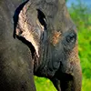 Habarana destination in Sri Lanka surrounded by lush forests and wildlife.