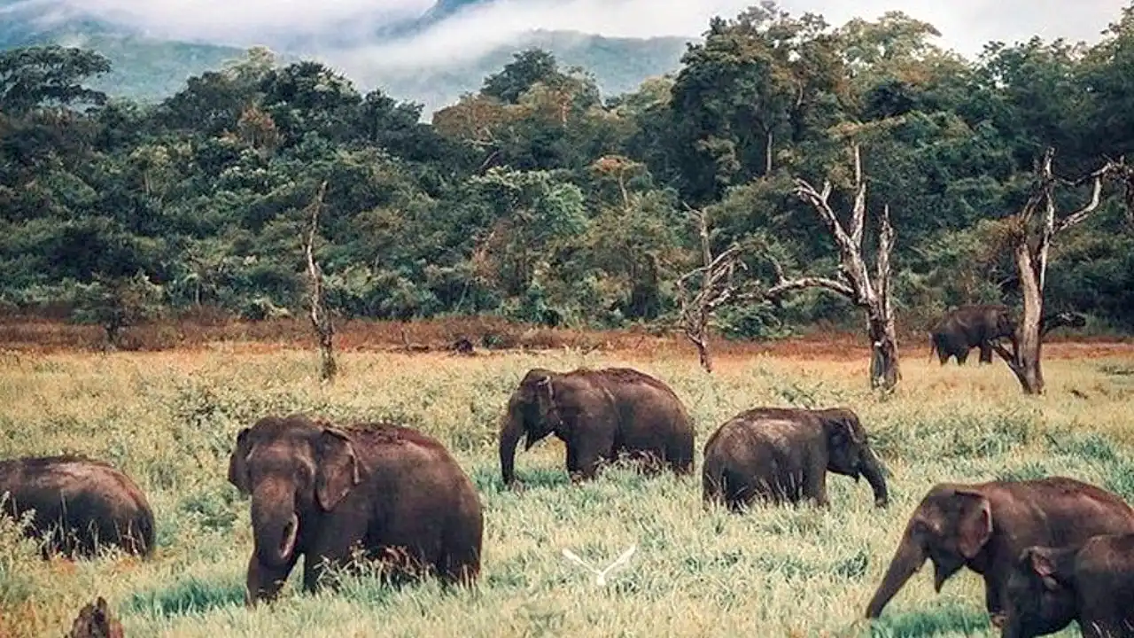 High elephant density in Wasgamuwa National Park Sri Lanka – wild elephants in a scenic natural habitat