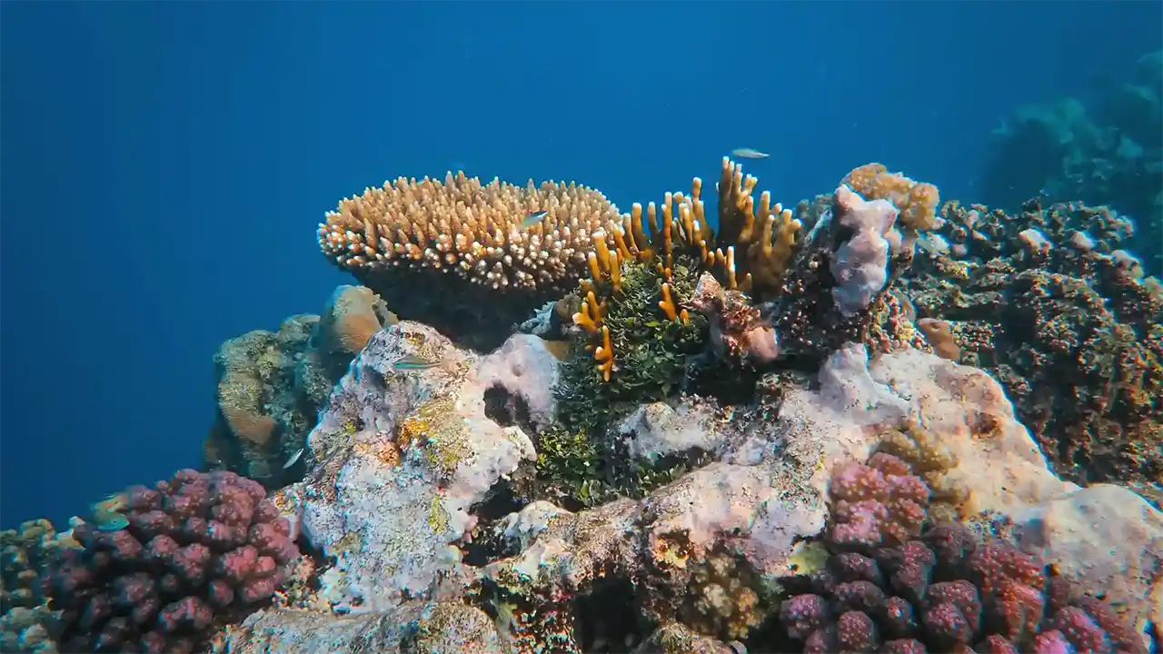 Hikkaduwa coral reef and marine life in Sri Lanka
