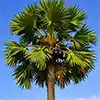 Jaffna destination in northern Sri Lanka for travel tours