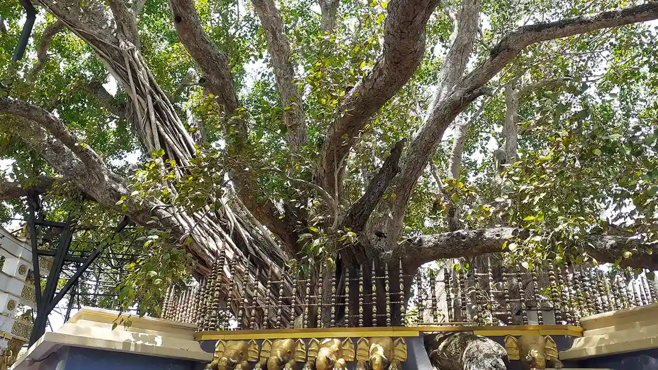 Kalutara Bodhiya, Sri Lanka