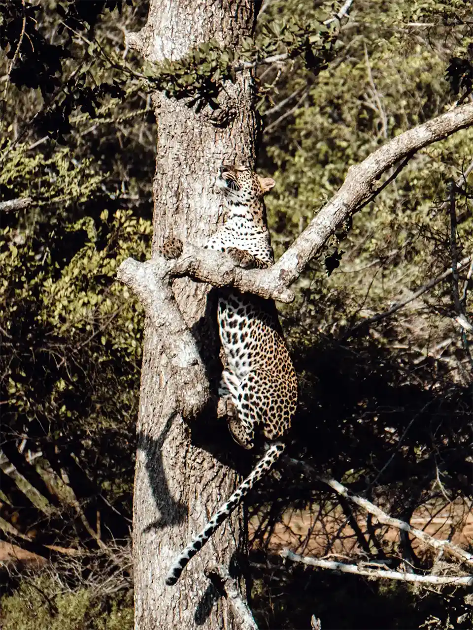 Yala National Park Safari