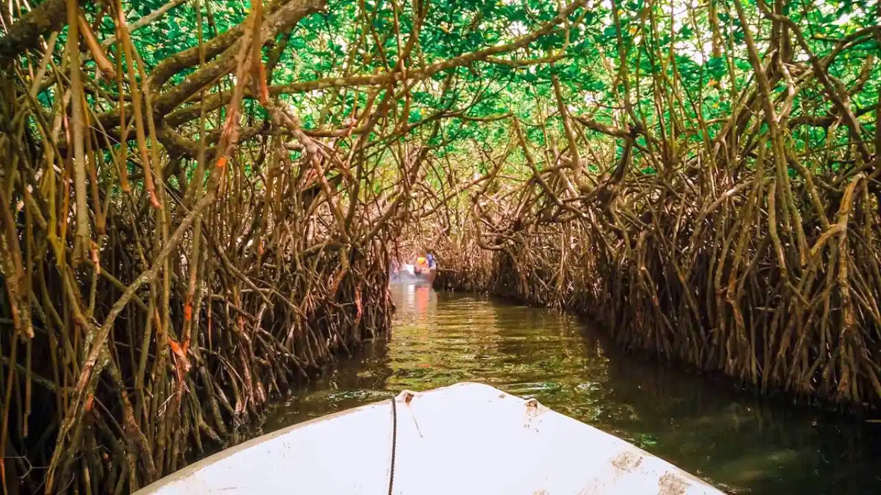 Mangrove lagoon boat trips through Tangalle’s coastal wetlands, Sri Lanka