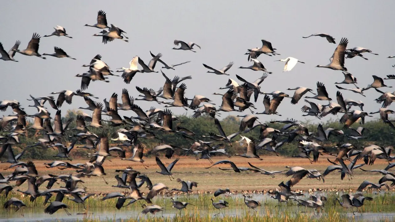 Migratory birds in Mannar during birdwatching season, Sri Lanka