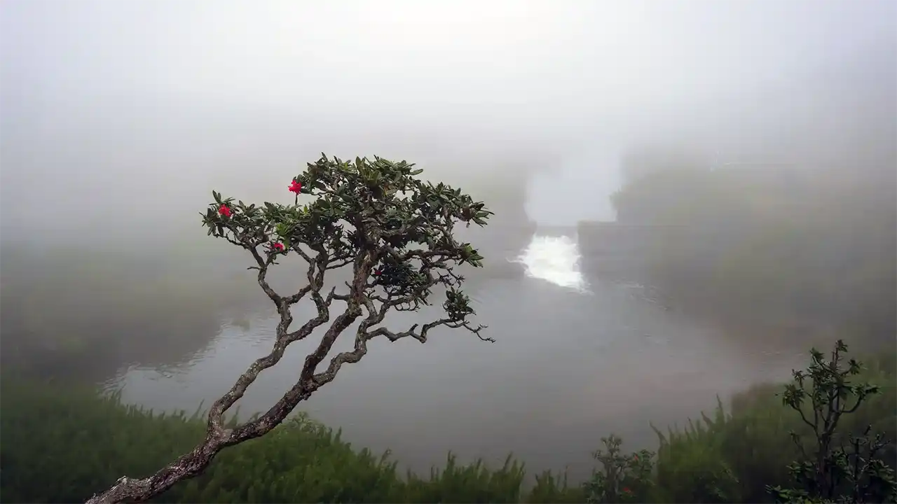 Lush mountain nature in Horton Plains National Park, Sri Lanka