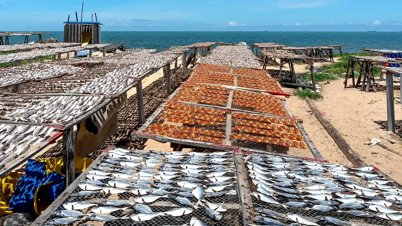 Negombo Fish Market (Lellama), Sri Lanka