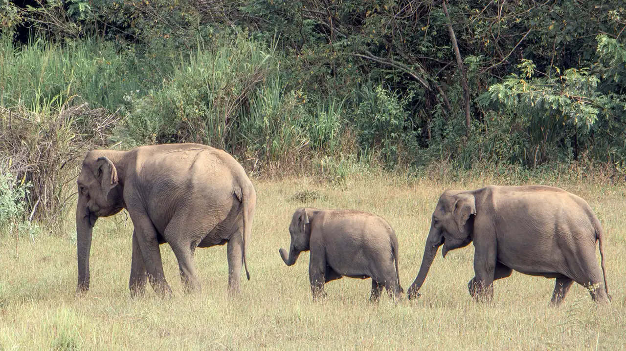 Gal Oya off-the-beaten-path wildlife destination in Sri Lanka