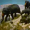 Pinnawala Elephant Orphanage with elephants in a lush riverside setting.