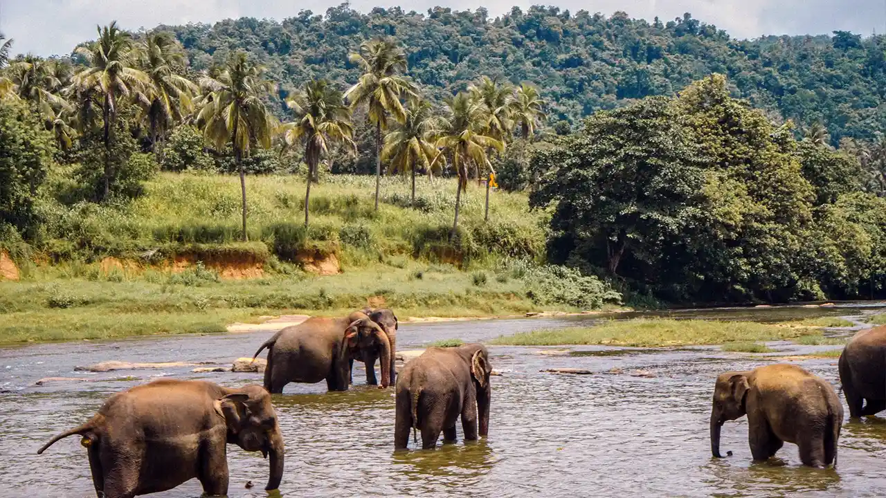 Pinnawala Elephant Orphanage with Asian elephants in a natural riverside setting.