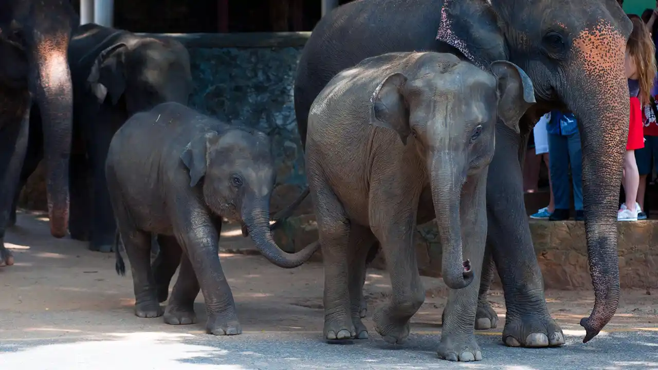 Pinnawala Elephant Orphanage with Asian elephants near the Maha Oya River.