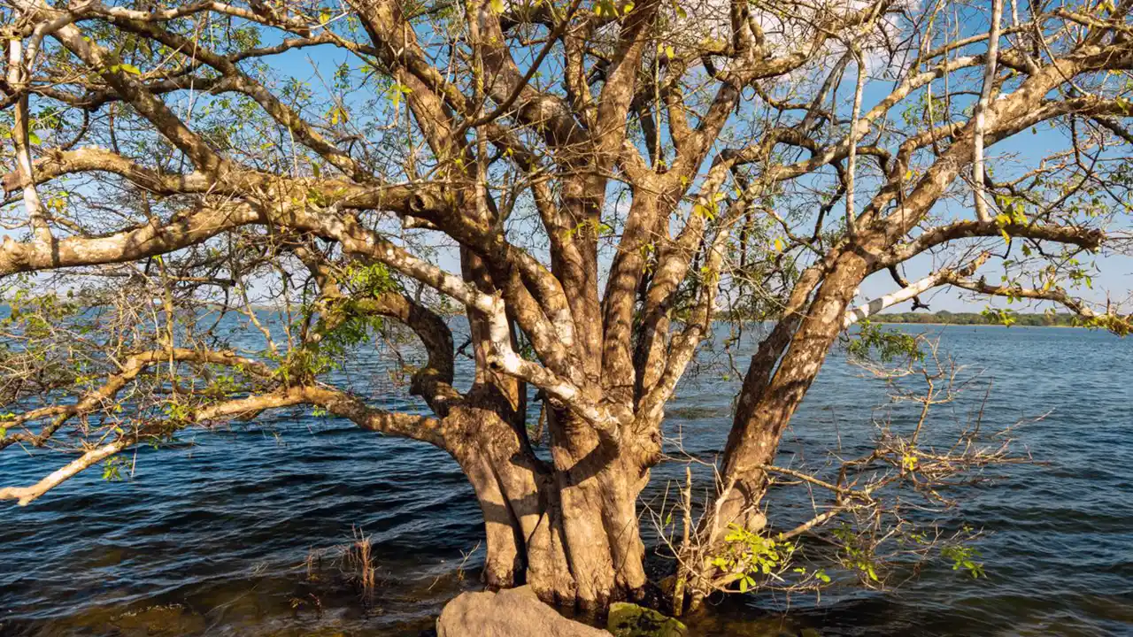 Plan your route from Habarana to Sri Lanka’s Cultural Triangle attractions.