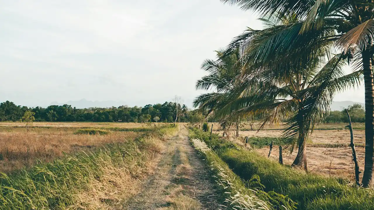 Plan your Wasgamuwa safari route in Sri Lanka – wildlife trails and scenic routes through the national park
