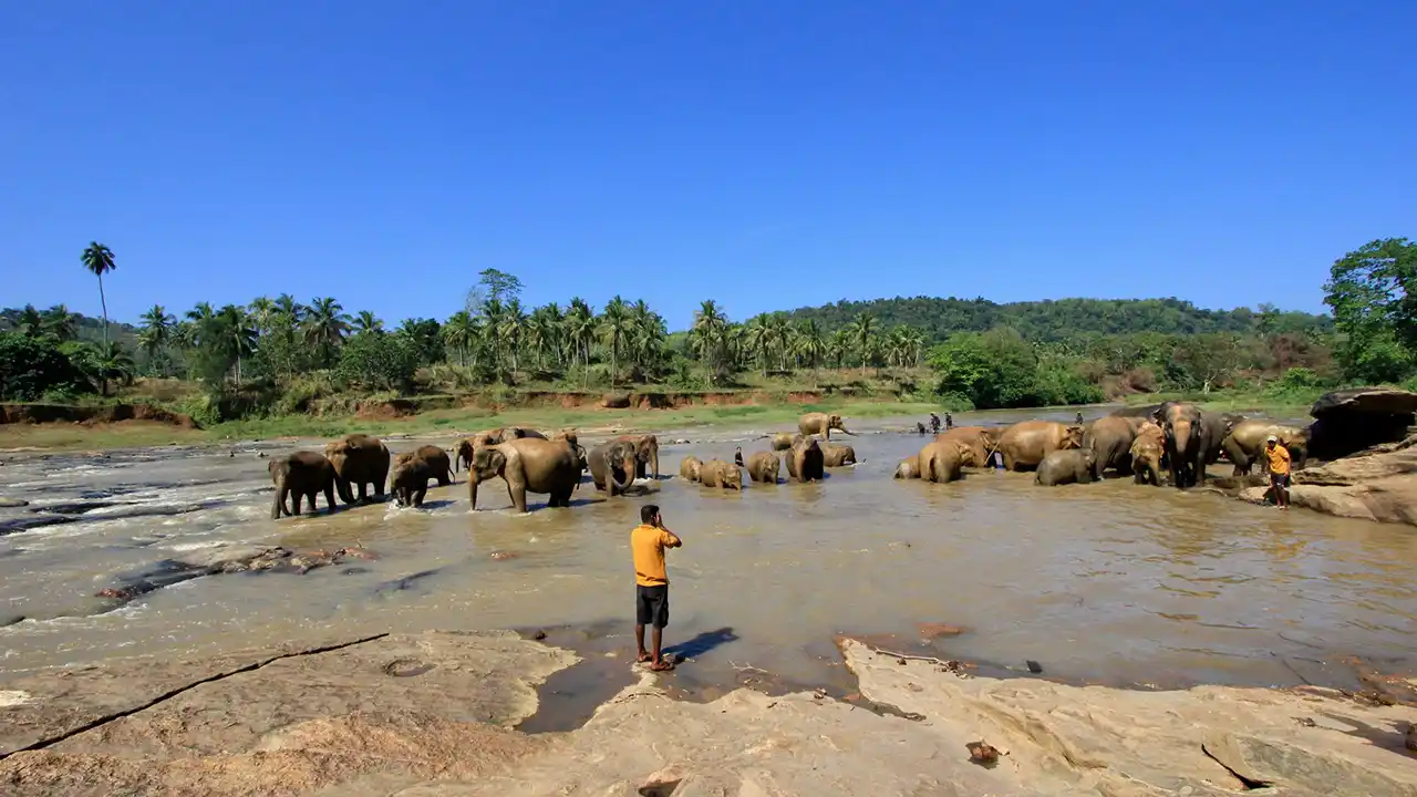 Elephants bathing and playing in the river at Pinnawala Elephant Orphanage.