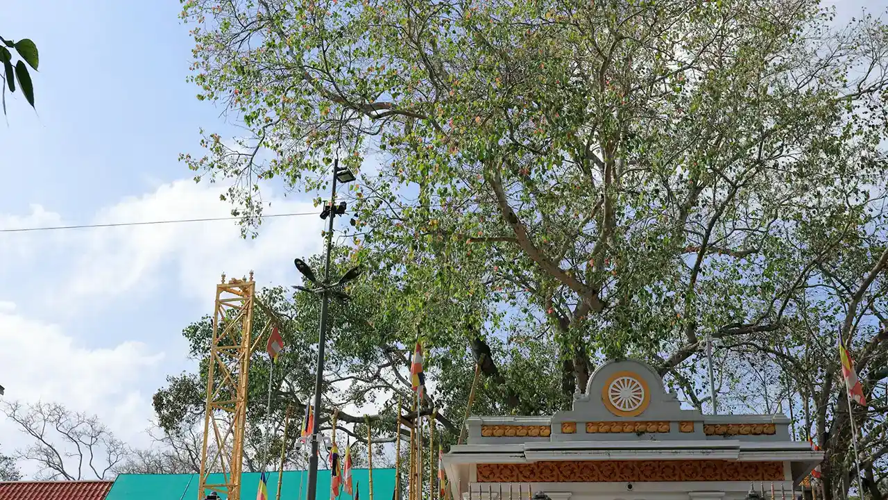 Sri Maha Bodhi sacred Buddhist tree in Anuradhapura, Sri Lanka