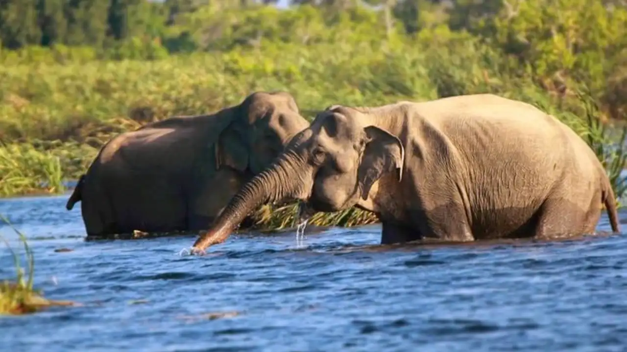 Elephants swimming between islands in Sri Lanka