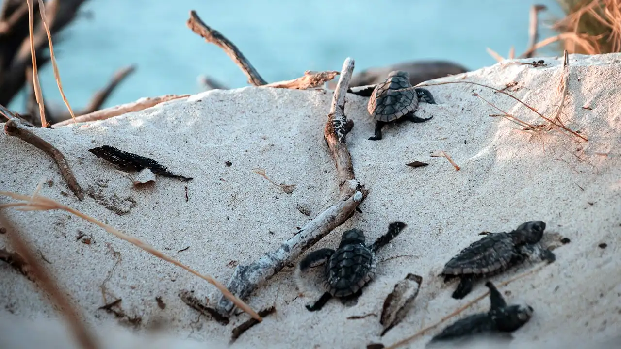 Turtle nesting beaches and coastal wildlife in Tangalle, Sri Lanka