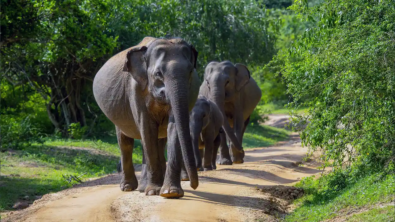 Udawalawe National Park wildlife destination and elephant safari in Sri Lanka