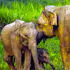 Wasgamuwa National Park Sri Lanka – scenic wildlife sanctuary and elephant safari destination near Matale
