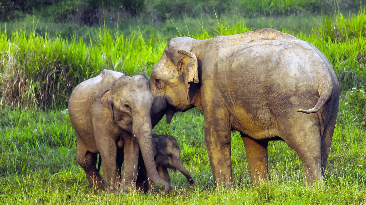 Wasgamuwa National Park Sri Lanka – wildlife safari destination with elephants and scenic wilderness
