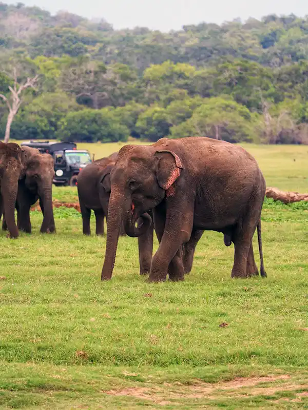 Wildlife safari in Sri Lanka