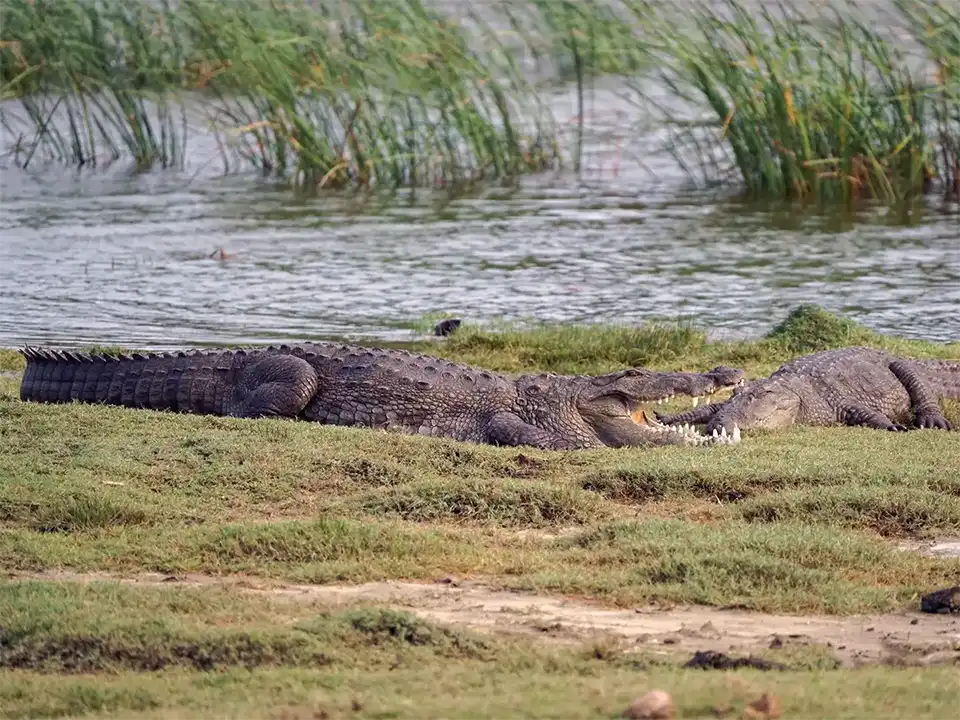 Sri Lanka’s Hidden Wildlife Destination for Crocodile Encounters
