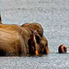 Best things to do on a Gal Oya swimming elephants boat safari in Sri Lanka