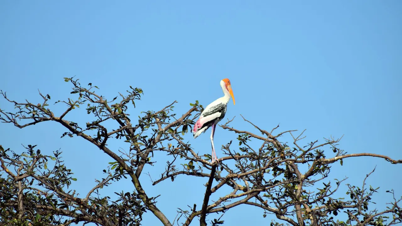 Best things to do on a Kumana Bird Sanctuary safari in Sri Lanka