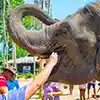 Pinnawala Elephant Orphanage in Sri Lanka