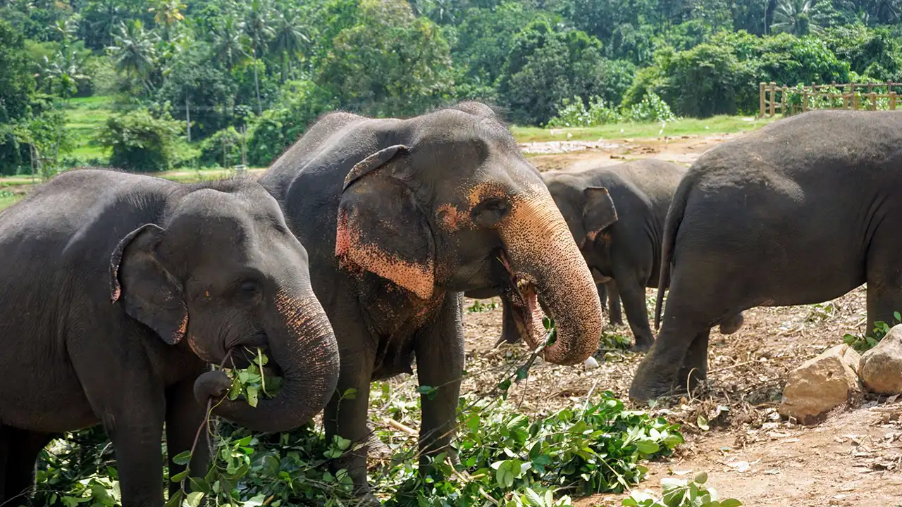 Best things to do at Pinnawala Elephant Orphanage, Sri Lanka