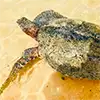 Sea turtle hatchery visit in Kosgoda, Sri Lanka