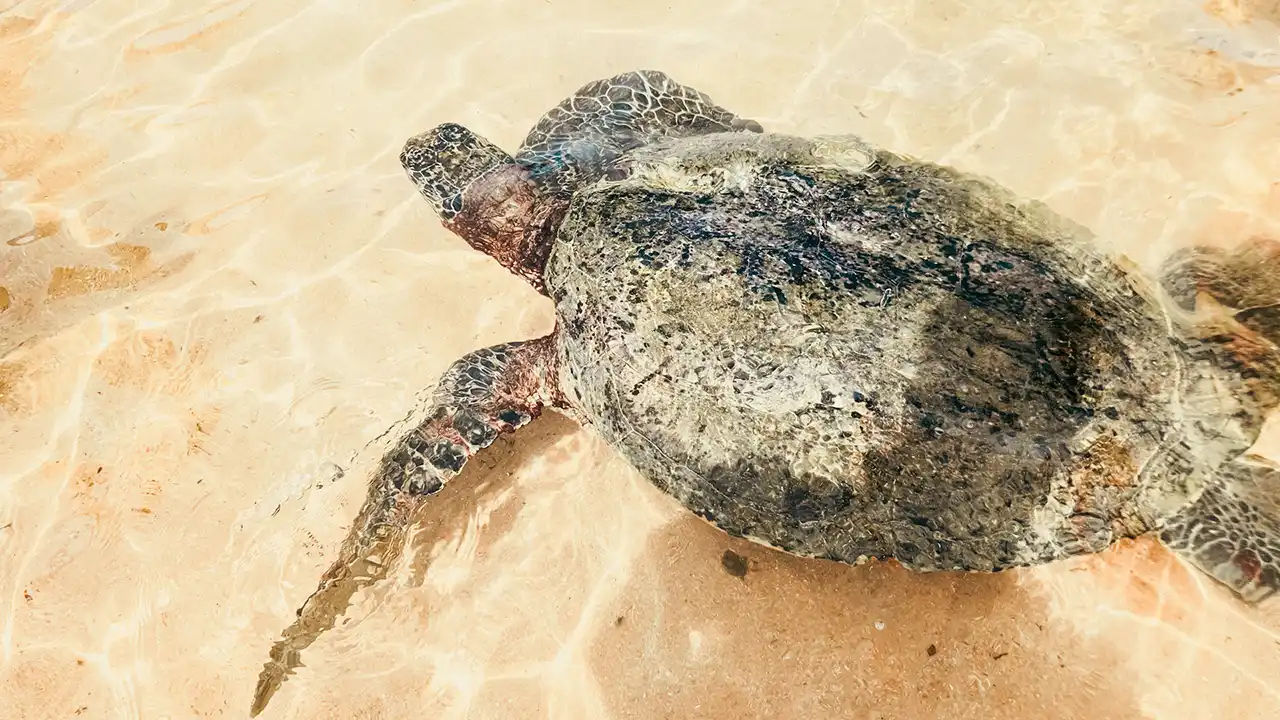 Best things to do at a sea turtle hatchery visit in Kosgoda, Sri Lanka