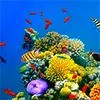 Best things to do while snorkeling in Hikkaduwa, Sri Lanka