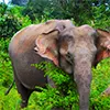 Best things to do on a Wasgamuwa elephant safari in Sri Lanka
