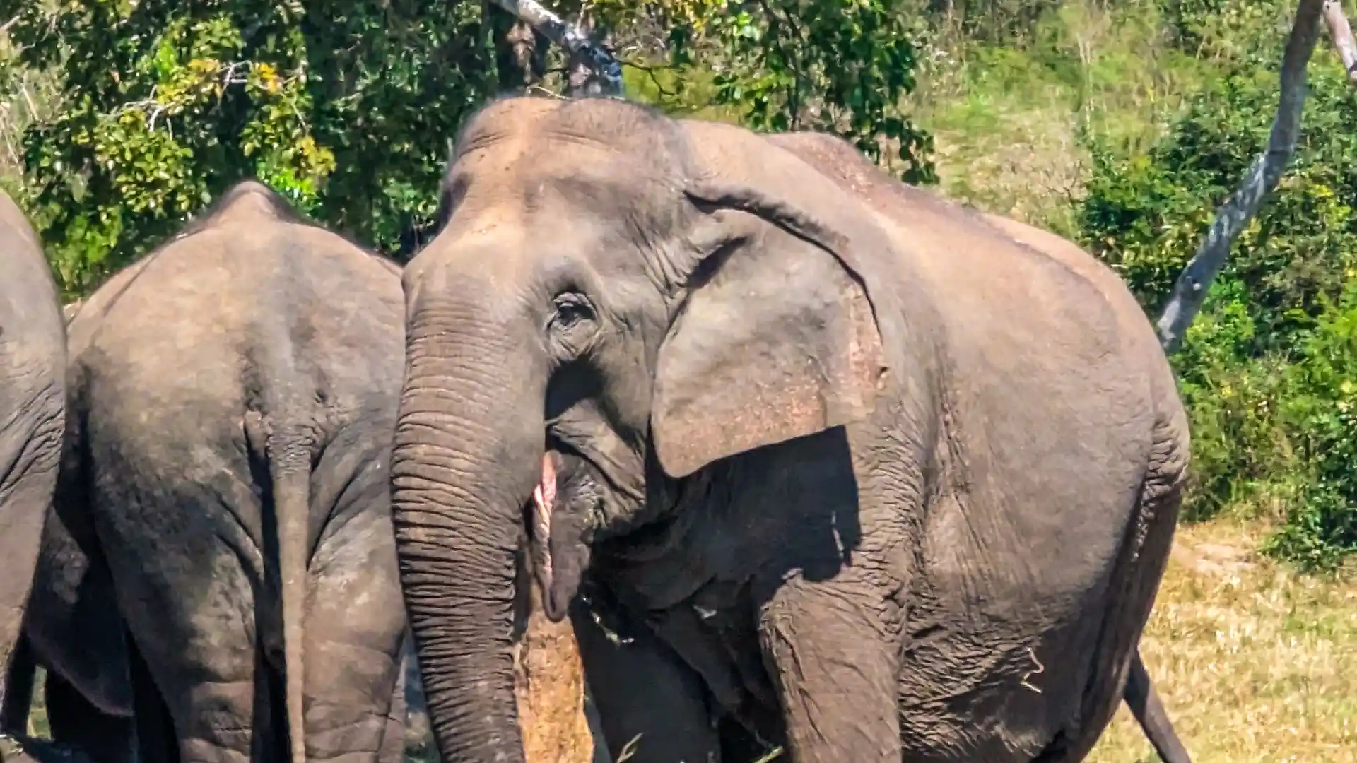 Best things to do on a Wasgamuwa elephant safari in Sri Lanka