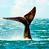 Whale watching safari in Mirissa, Sri Lanka